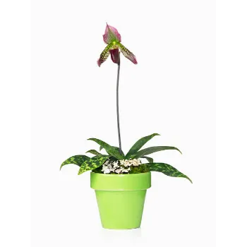 Natural Plumeria Plant